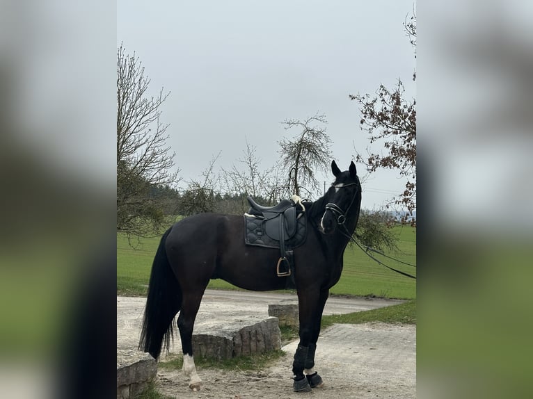 Sportivo Tedesco / Sportivo della Germania Castrone 7 Anni 180 cm Morello in Aspach