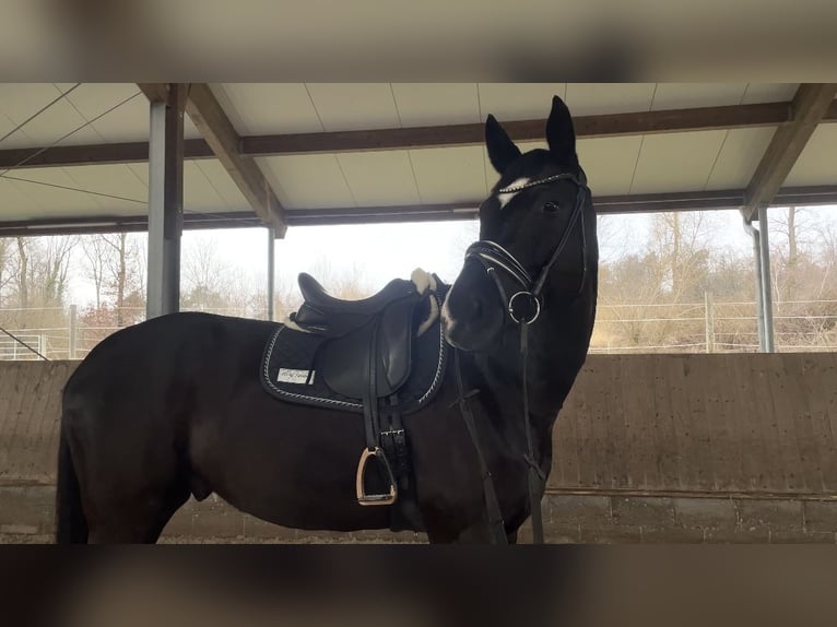 Sportivo Tedesco / Sportivo della Germania Castrone 7 Anni 180 cm Morello in Aspach