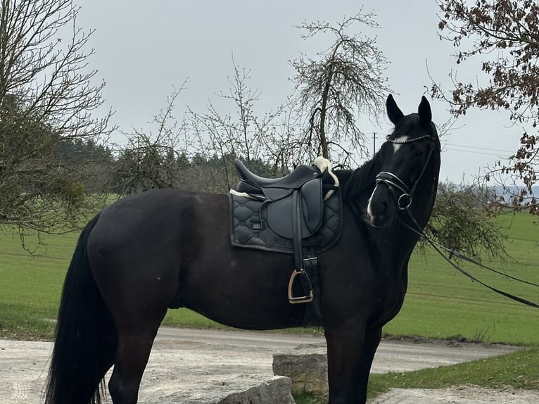 Sportivo Tedesco / Sportivo della Germania Castrone 7 Anni 180 cm Morello in Aspach