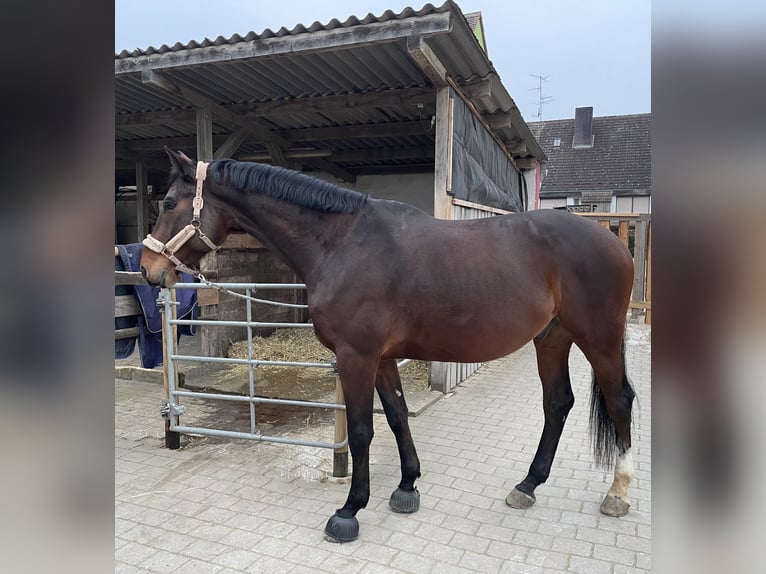 Sportivo Tedesco / Sportivo della Germania Castrone 7 Anni 182 cm Baio in Schwabach