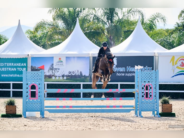 Sportivo Tedesco / Sportivo della Germania Castrone 7 Anni Baio in Schlatt