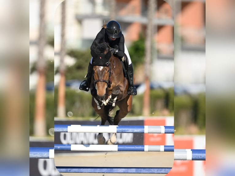 Sportivo Tedesco / Sportivo della Germania Castrone 7 Anni Baio in Schlatt