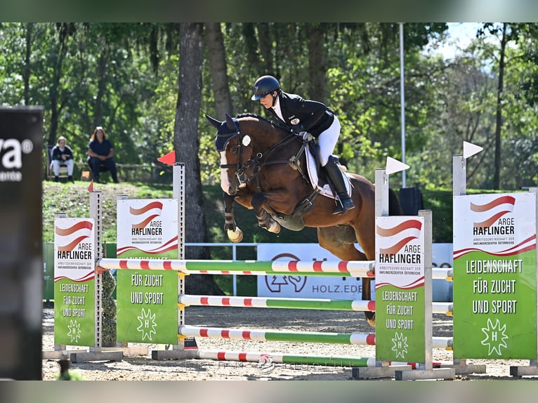 Sportivo Tedesco / Sportivo della Germania Castrone 8 Anni 161 cm Baio in Möderbrugg