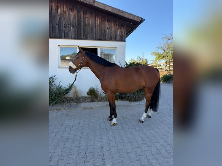 Sportivo Tedesco / Sportivo della Germania Castrone 8 Anni 161 cm Baio in Winnenden