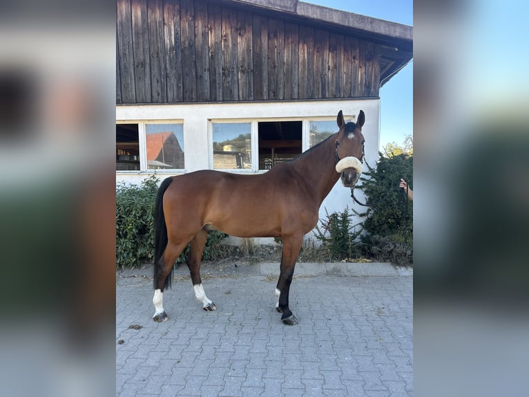 Sportivo Tedesco / Sportivo della Germania Castrone 8 Anni 161 cm Baio in Winnenden