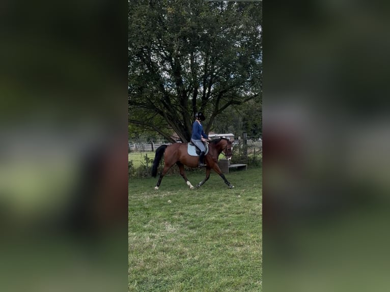Sportivo Tedesco / Sportivo della Germania Castrone 8 Anni 165 cm Baio in Clenze