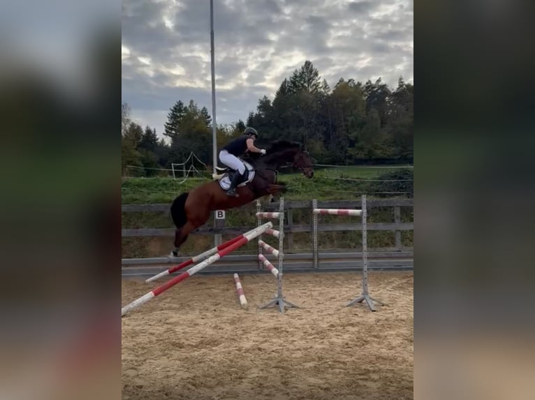 Sportivo Tedesco / Sportivo della Germania Castrone 8 Anni 166 cm Baio in Michelstadt