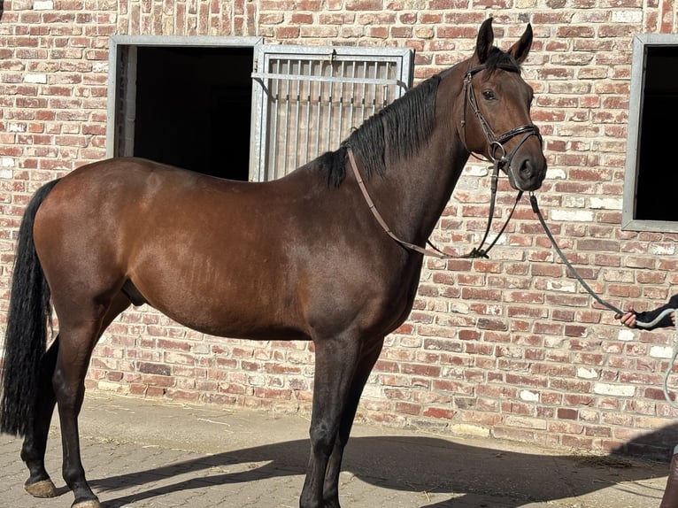 Sportivo Tedesco / Sportivo della Germania Castrone 8 Anni 166 cm Baio in Grevenbroich
