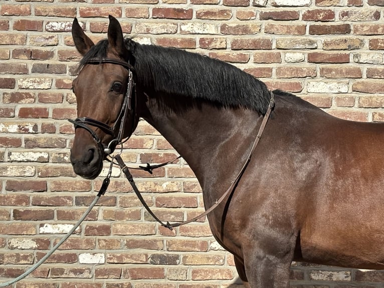 Sportivo Tedesco / Sportivo della Germania Castrone 8 Anni 166 cm Baio in Grevenbroich