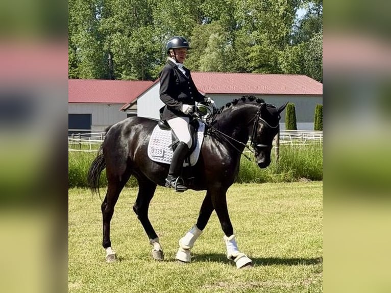 Sportivo Tedesco / Sportivo della Germania Castrone 8 Anni 166 cm Morello in Finsing