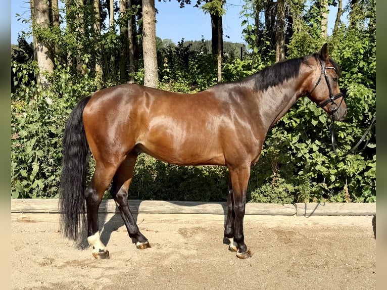 Sportivo Tedesco / Sportivo della Germania Castrone 8 Anni 167 cm Baio in Davidschlag