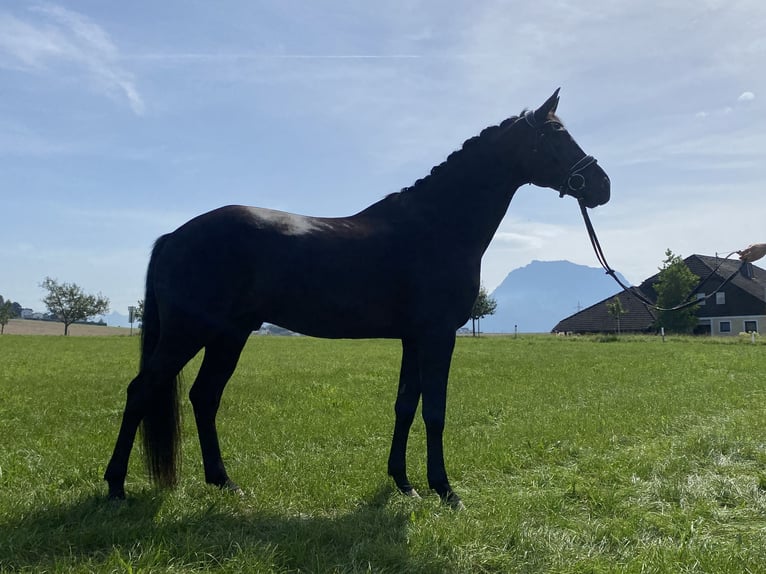Sportivo Tedesco / Sportivo della Germania Castrone 8 Anni 167 cm Morello in Aupointen