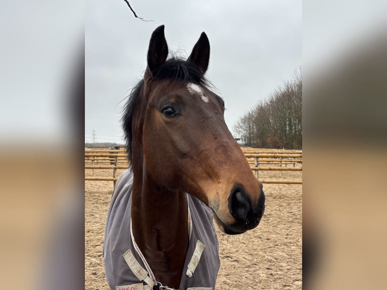 Sportivo Tedesco / Sportivo della Germania Castrone 8 Anni 168 cm Baio scuro in Grevenbroich