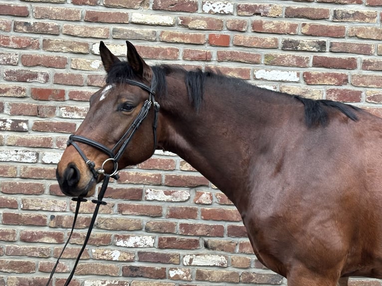 Sportivo Tedesco / Sportivo della Germania Castrone 8 Anni 168 cm Baio scuro in Grevenbroich