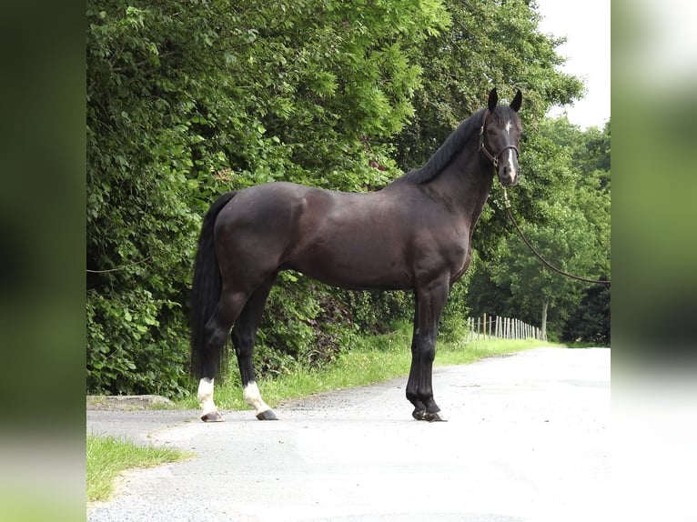 Sportivo Tedesco / Sportivo della Germania Castrone 8 Anni 168 cm Morello in Verl