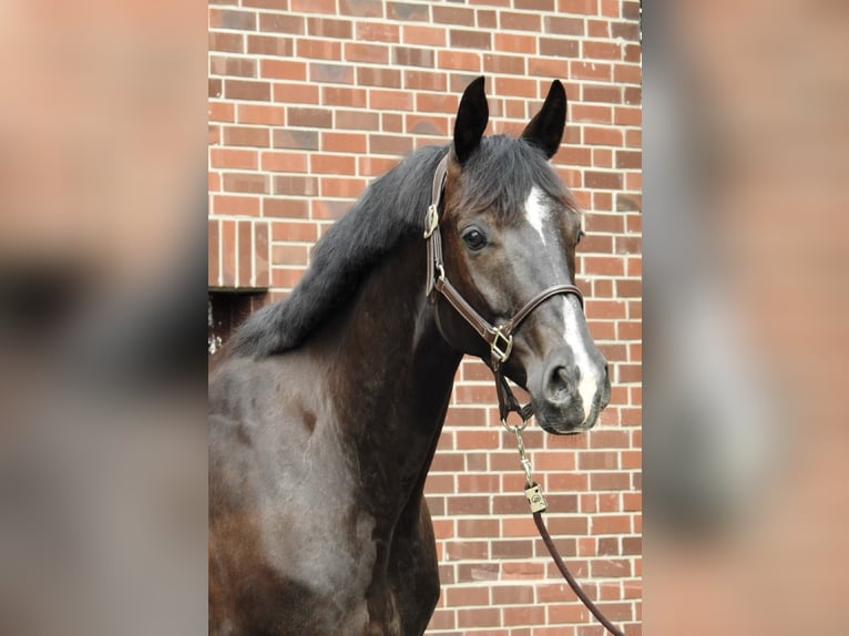 Sportivo Tedesco / Sportivo della Germania Castrone 8 Anni 168 cm Morello in Verl