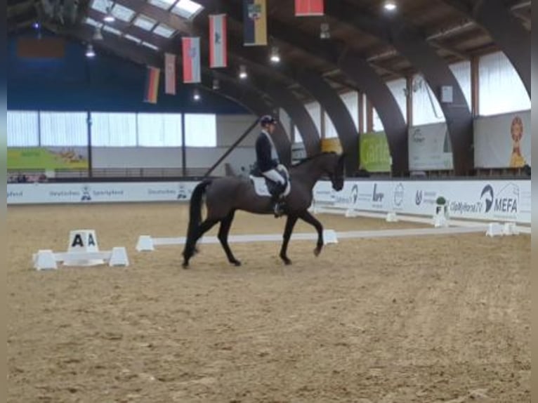 Sportivo Tedesco / Sportivo della Germania Castrone 8 Anni 168 cm Morello in Crailsheim