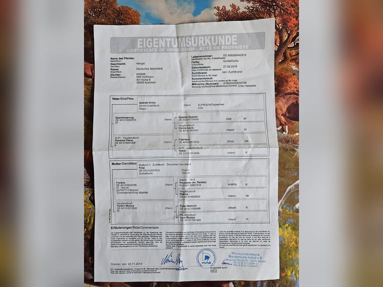 Sportivo Tedesco / Sportivo della Germania Castrone 8 Anni 168 cm Sauro in Garz