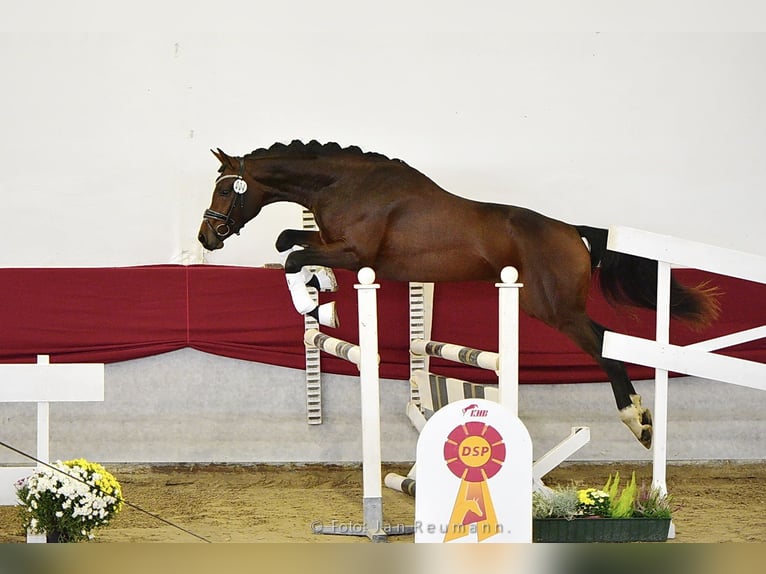 Sportivo Tedesco / Sportivo della Germania Castrone 8 Anni 169 cm Baio in Neckargemünd
