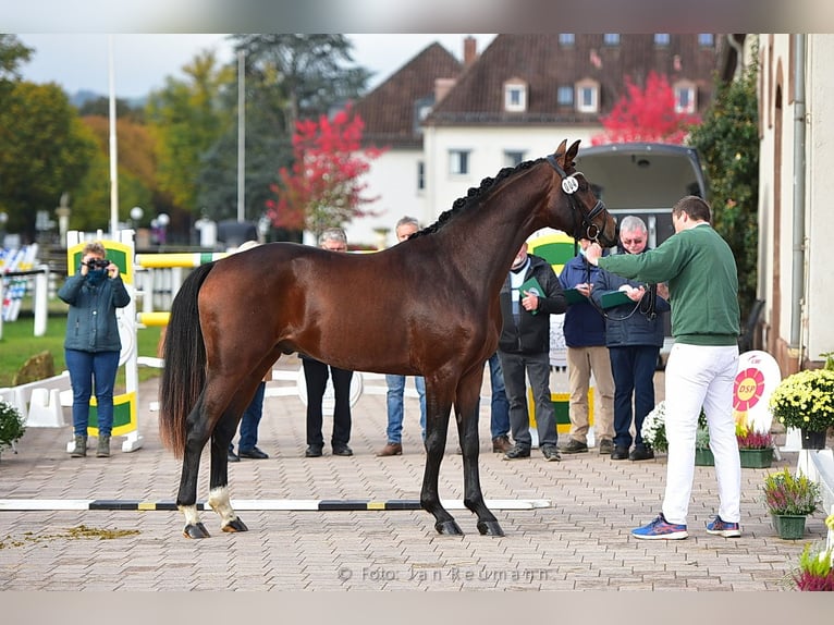 Sportivo Tedesco / Sportivo della Germania Castrone 8 Anni 169 cm Baio in Neckargemünd