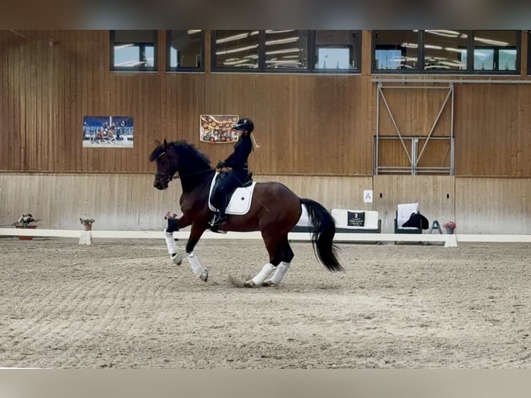 Sportivo Tedesco / Sportivo della Germania Castrone 8 Anni 169 cm Baio in Neckargemünd