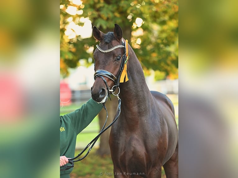Sportivo Tedesco / Sportivo della Germania Castrone 8 Anni 169 cm Baio in Neckargemünd
