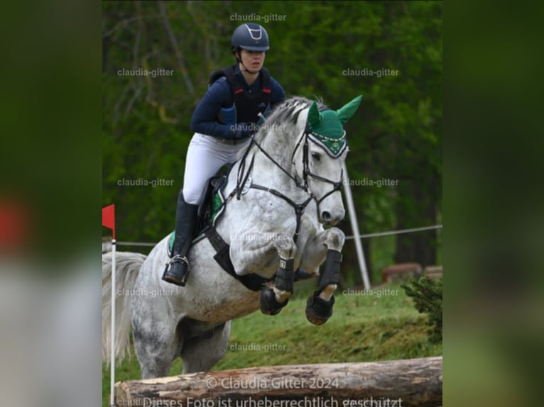Sportivo Tedesco / Sportivo della Germania Castrone 8 Anni 169 cm Grigio pezzato in Grabsleben