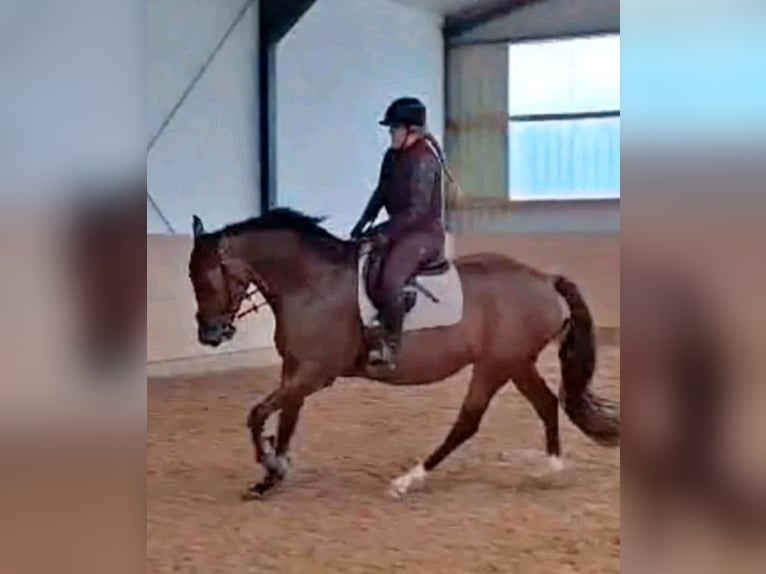 Sportivo Tedesco / Sportivo della Germania Castrone 8 Anni 170 cm Baio in Hettstedt