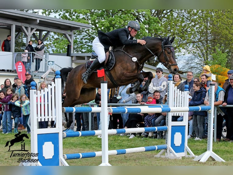 Sportivo Tedesco / Sportivo della Germania Castrone 8 Anni 170 cm Baio in Jahnsdorf/ErzgebirgeLeukersdorf