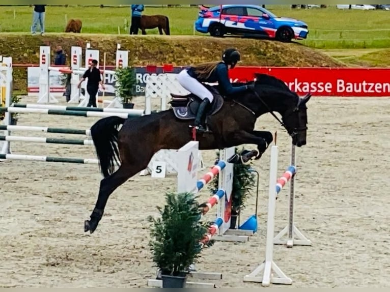 Sportivo Tedesco / Sportivo della Germania Castrone 8 Anni 170 cm Baio scuro in Neustadt in Sachsen