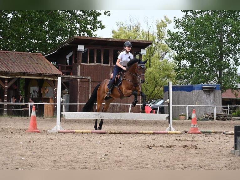 Sportivo Tedesco / Sportivo della Germania Castrone 8 Anni 170 cm Baio scuro in Neumarkt an der Raab