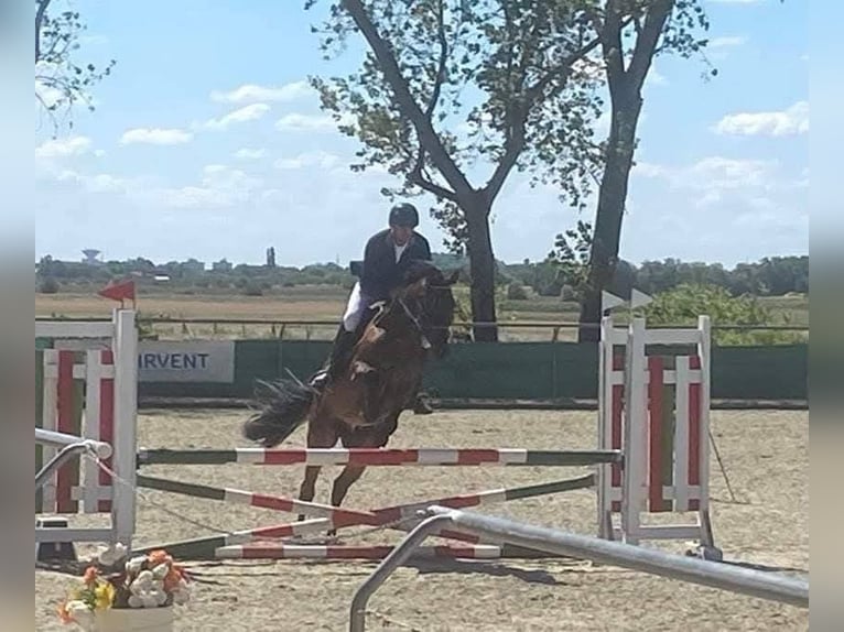 Sportivo Tedesco / Sportivo della Germania Castrone 8 Anni 170 cm Baio scuro in Neumarkt an der Raab