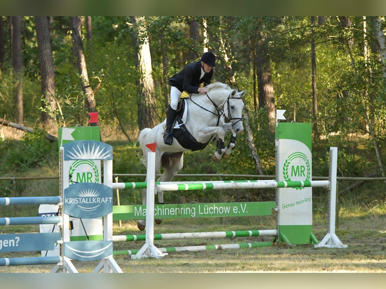 Sportivo Tedesco / Sportivo della Germania Castrone 8 Anni 170 cm Grigio in Kalbe