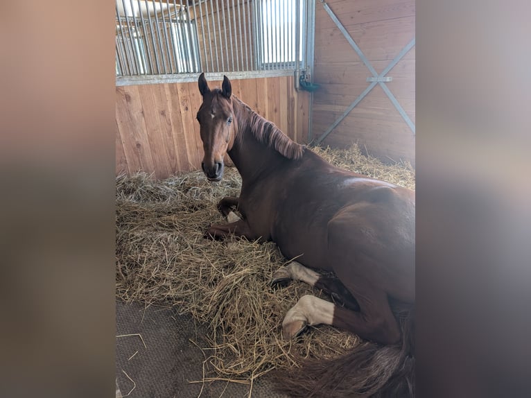 Sportivo Tedesco / Sportivo della Germania Castrone 8 Anni 170 cm Sauro in Otelfingen