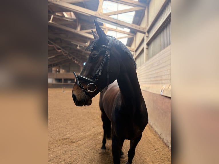 Sportivo Tedesco / Sportivo della Germania Castrone 8 Anni 172 cm Baio scuro in Friedrichshafen