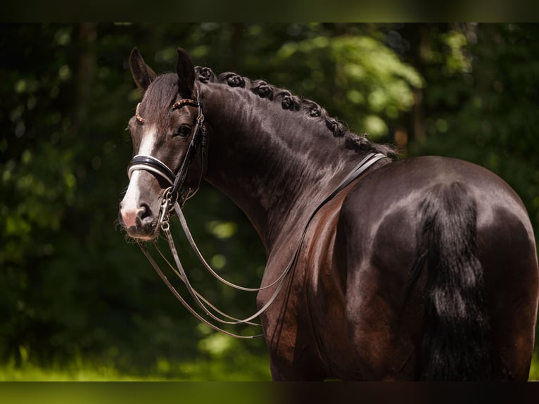 Sportivo Tedesco / Sportivo della Germania Castrone 8 Anni 172 cm Morello in Wehringen