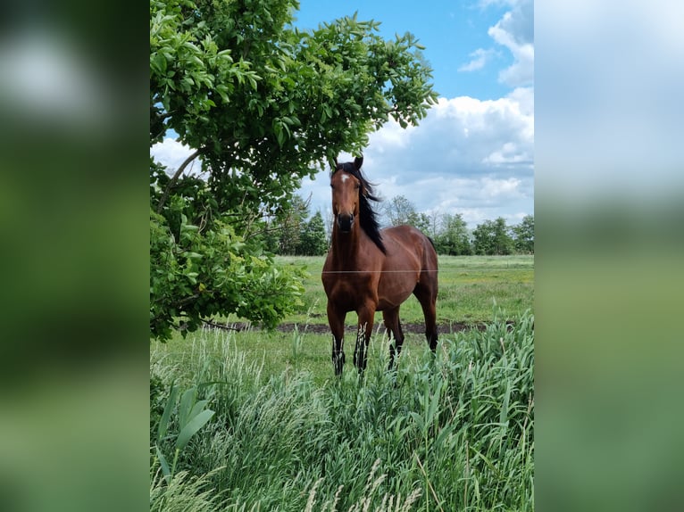 Sportivo Tedesco / Sportivo della Germania Castrone 8 Anni 174 cm Baio in Temnitzquell