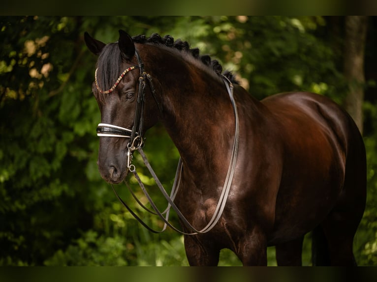Sportivo Tedesco / Sportivo della Germania Castrone 8 Anni 174 cm Morello in Wehringen