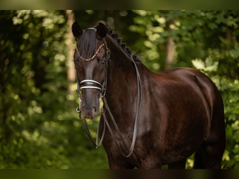 Sportivo Tedesco / Sportivo della Germania Castrone 8 Anni 174 cm Morello in Wehringen