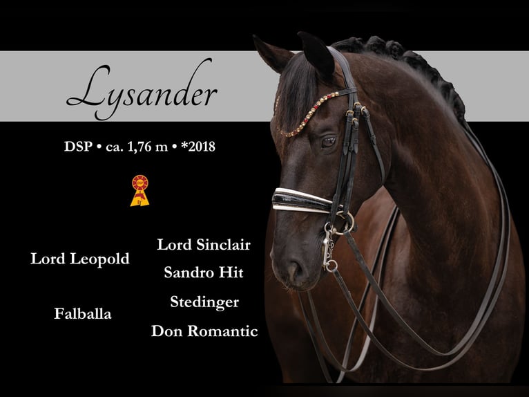 Sportivo Tedesco / Sportivo della Germania Castrone 8 Anni 174 cm Morello in Wehringen