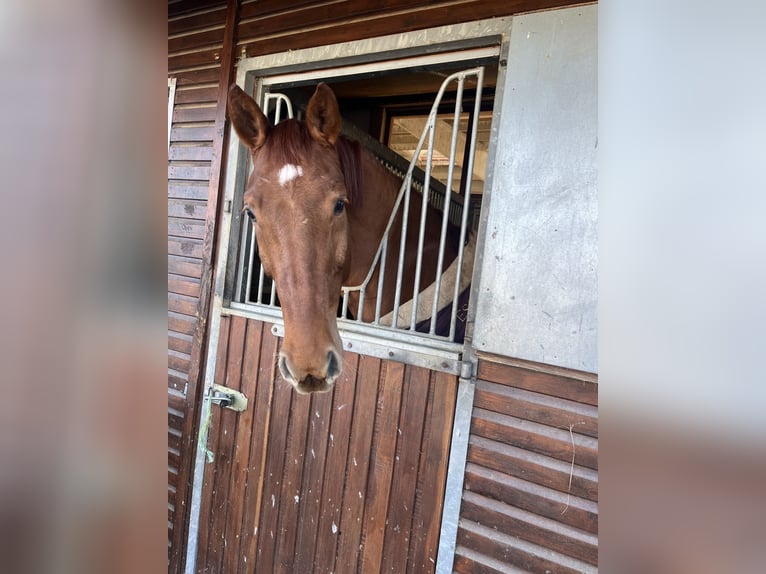 Sportivo Tedesco / Sportivo della Germania Castrone 8 Anni 174 cm Sauro in Ettenheim