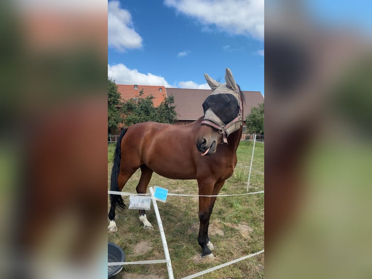 Sportivo Tedesco / Sportivo della Germania Castrone 8 Anni 175 cm Baio in Pattensen