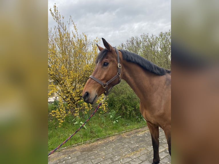 Sportivo Tedesco / Sportivo della Germania Castrone 8 Anni 175 cm  in Sonnefeld