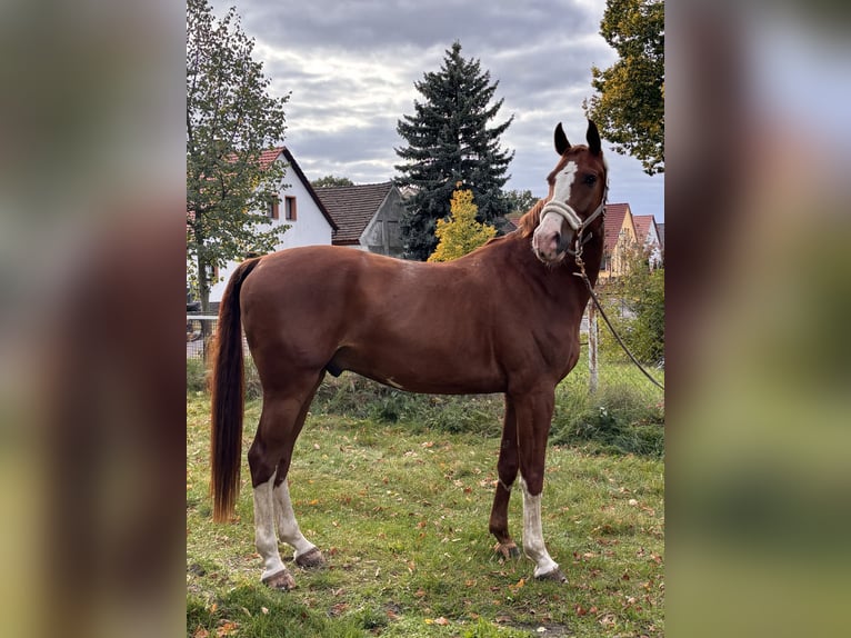 Sportivo Tedesco / Sportivo della Germania Castrone 8 Anni 175 cm Sauro in Cottbus