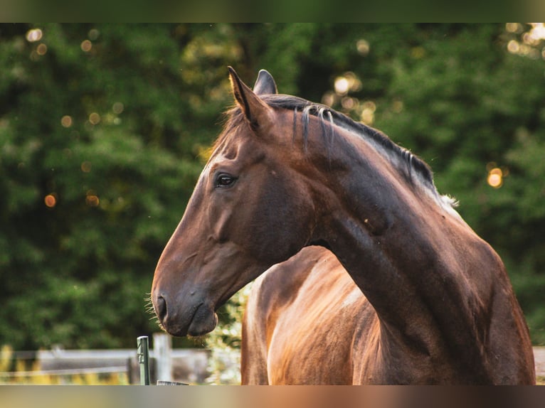 Sportivo Tedesco / Sportivo della Germania Castrone 8 Anni 179 cm Baio scuro in Fehrbellin
