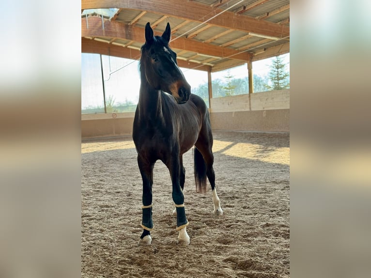 Sportivo Tedesco / Sportivo della Germania Castrone 8 Anni 183 cm Baio scuro in Ditzingen