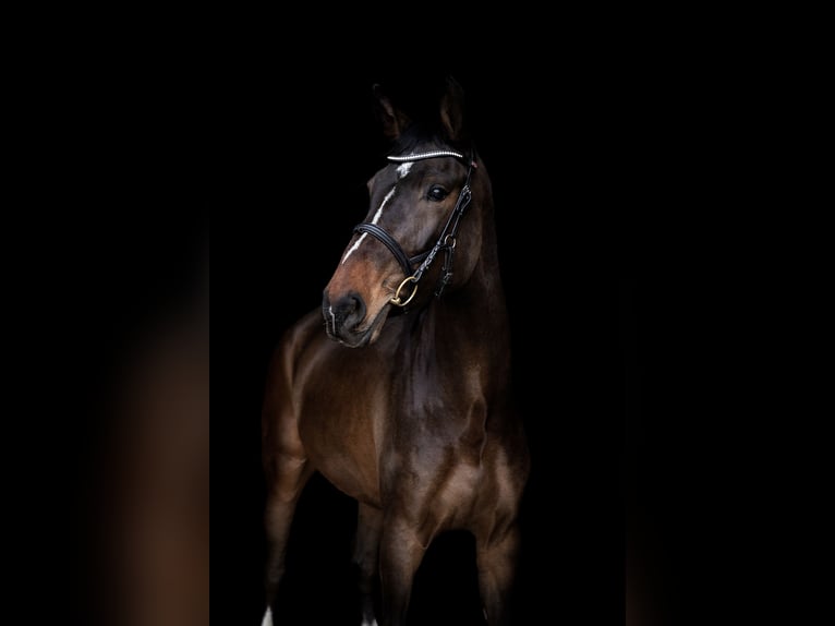 Sportivo Tedesco / Sportivo della Germania Castrone 8 Anni 183 cm Baio scuro in Ditzingen