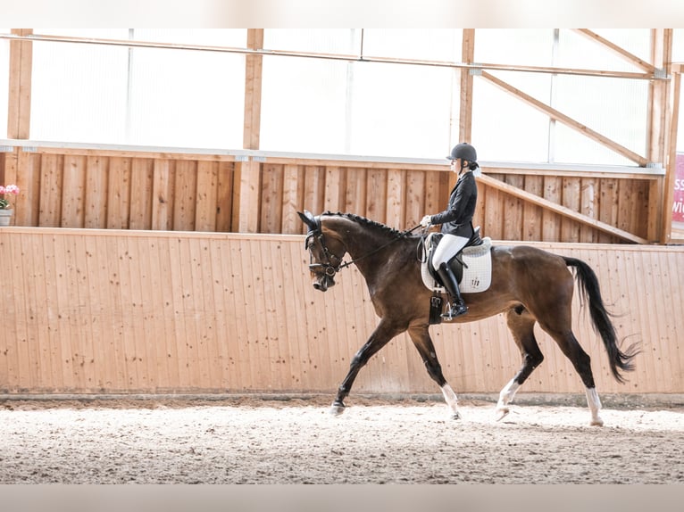 Sportivo Tedesco / Sportivo della Germania Castrone 8 Anni 183 cm Baio scuro in Ditzingen