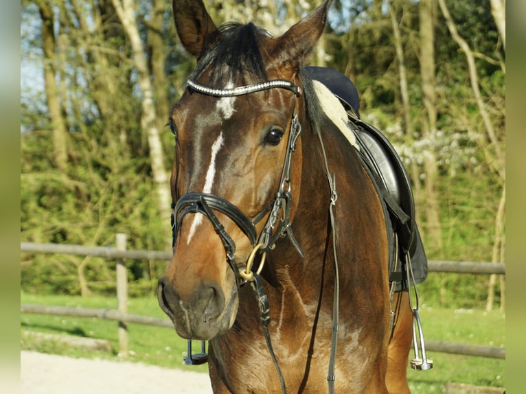 Sportivo Tedesco / Sportivo della Germania Castrone 8 Anni 183 cm Baio scuro in Ditzingen