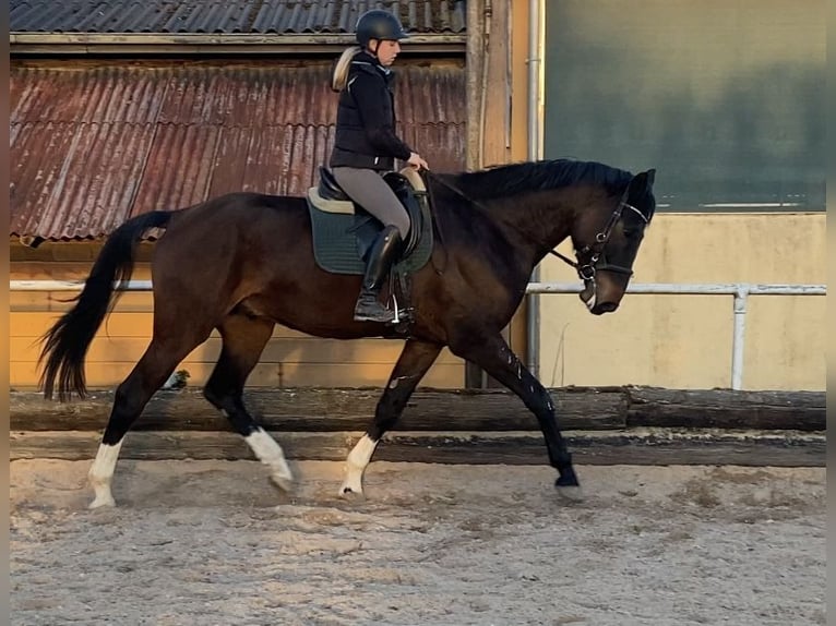 Sportivo Tedesco / Sportivo della Germania Castrone 8 Anni 183 cm Baio scuro in Ditzingen